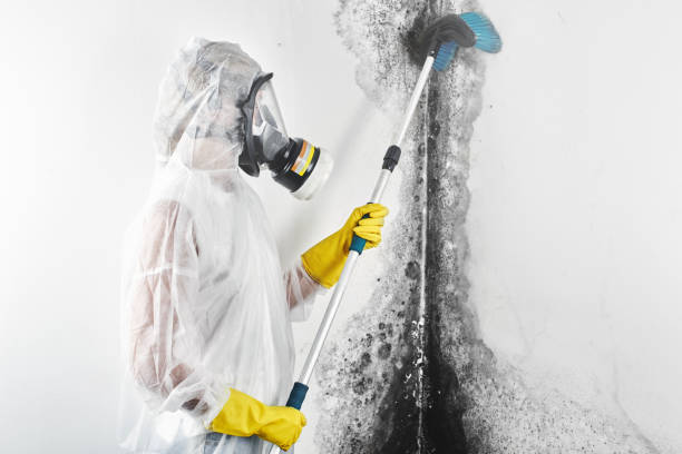 Best Mold Removal for HVAC Installations  in Lawai, HI