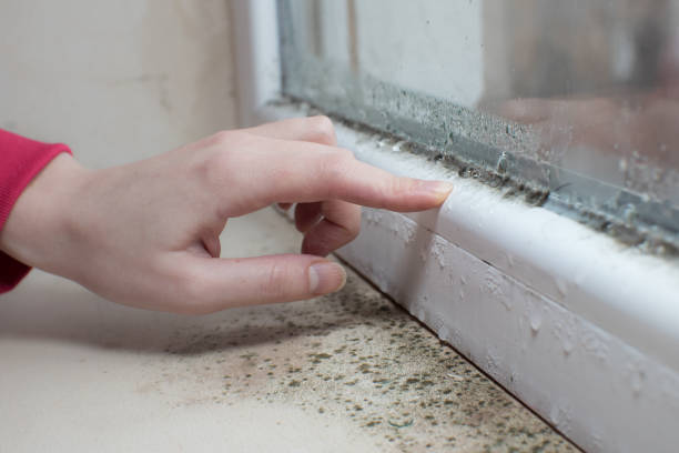 Best Black Mold Removal  in Lawai, HI